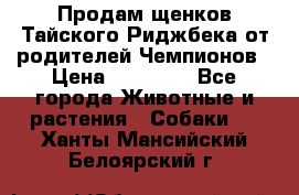 Продам щенков Тайского Риджбека от родителей Чемпионов › Цена ­ 30 000 - Все города Животные и растения » Собаки   . Ханты-Мансийский,Белоярский г.